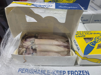 AMERICAN LOLIGO SQUID – PREMIUM WILD CAUGHT | USA PACIFIC ORIGIN - Costa del Sol Foods and Beverages INT  - Spain